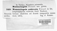 Massariopsis subtecta image